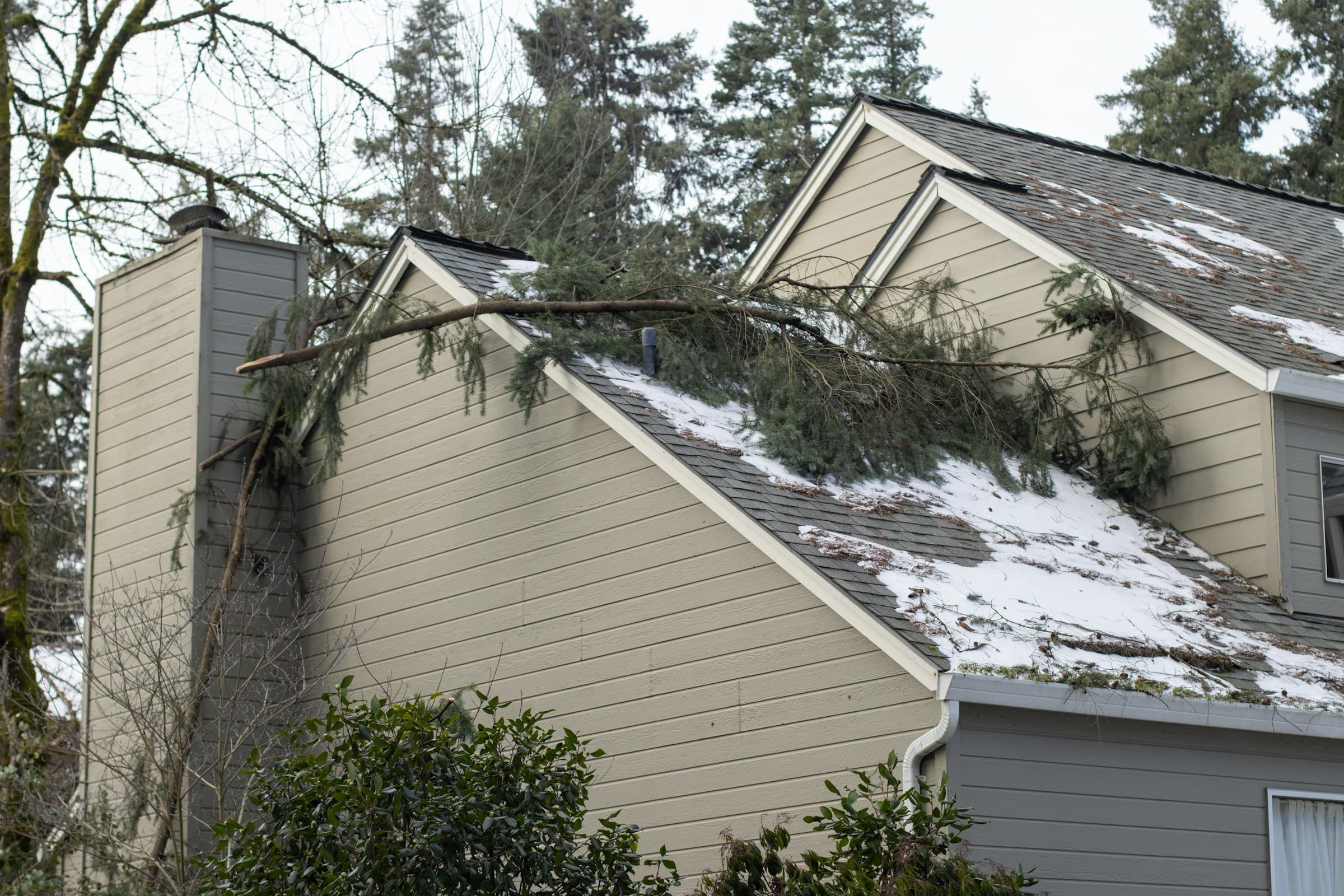 Broken roof with tree ontop
